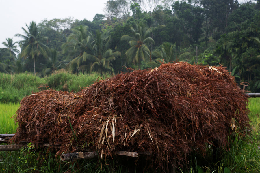 Ferns sourced from the surrounding land, used to line and stabilise the pit walls.